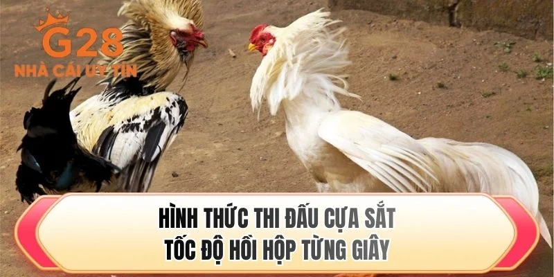 Hình thức thi đấu cựa sắt tốc độ hồi hộp từng giây